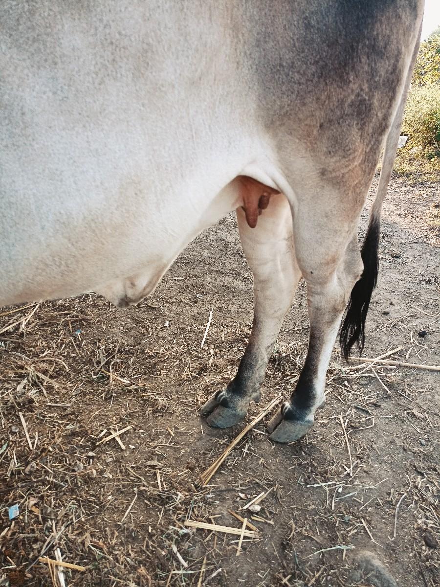 થંબનેલ 3