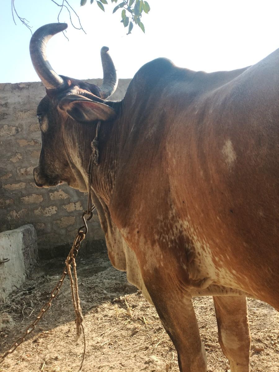 થંબનેલ 2