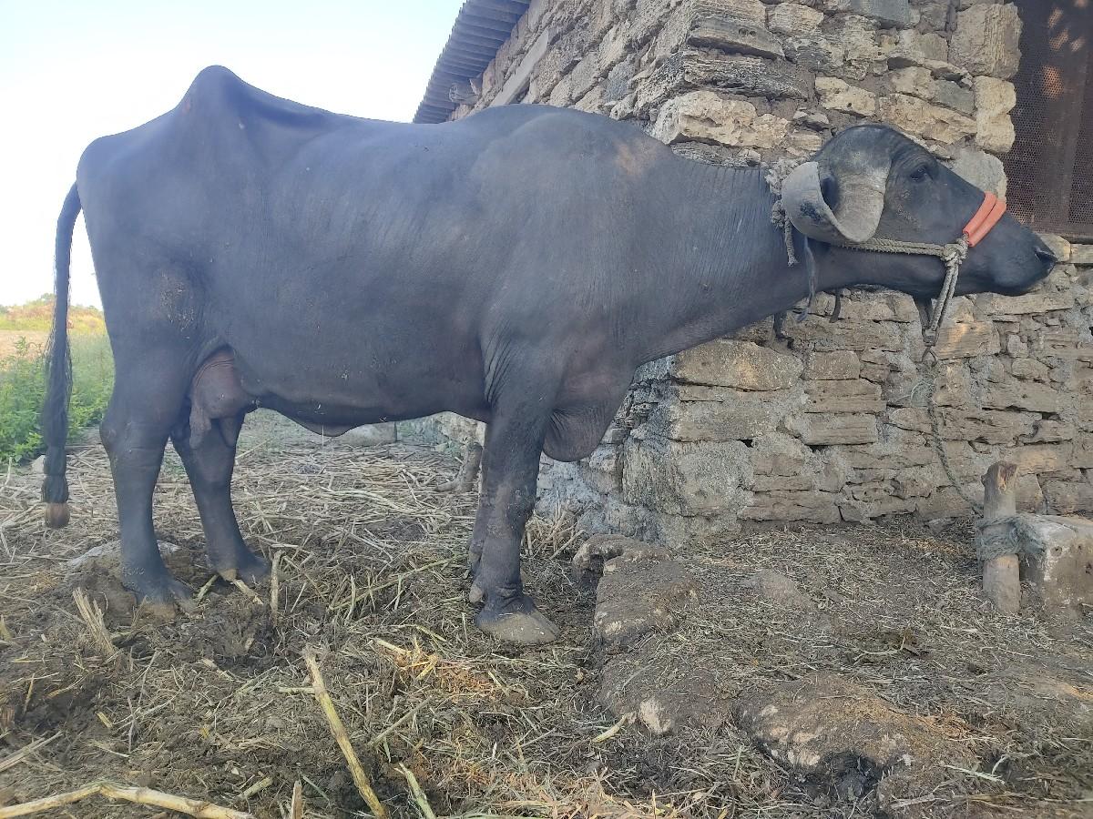 થંબનેલ 2