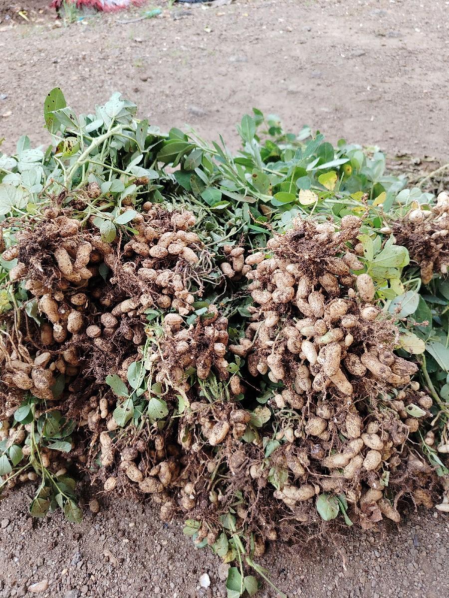 માંડવાનું બિયારણ vesvanu સે