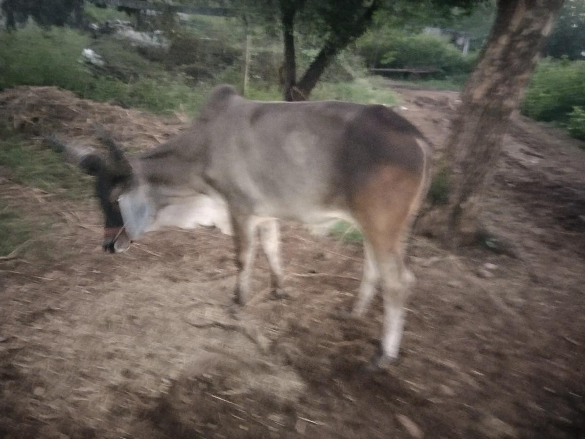 નાથાહમીરલાલકા