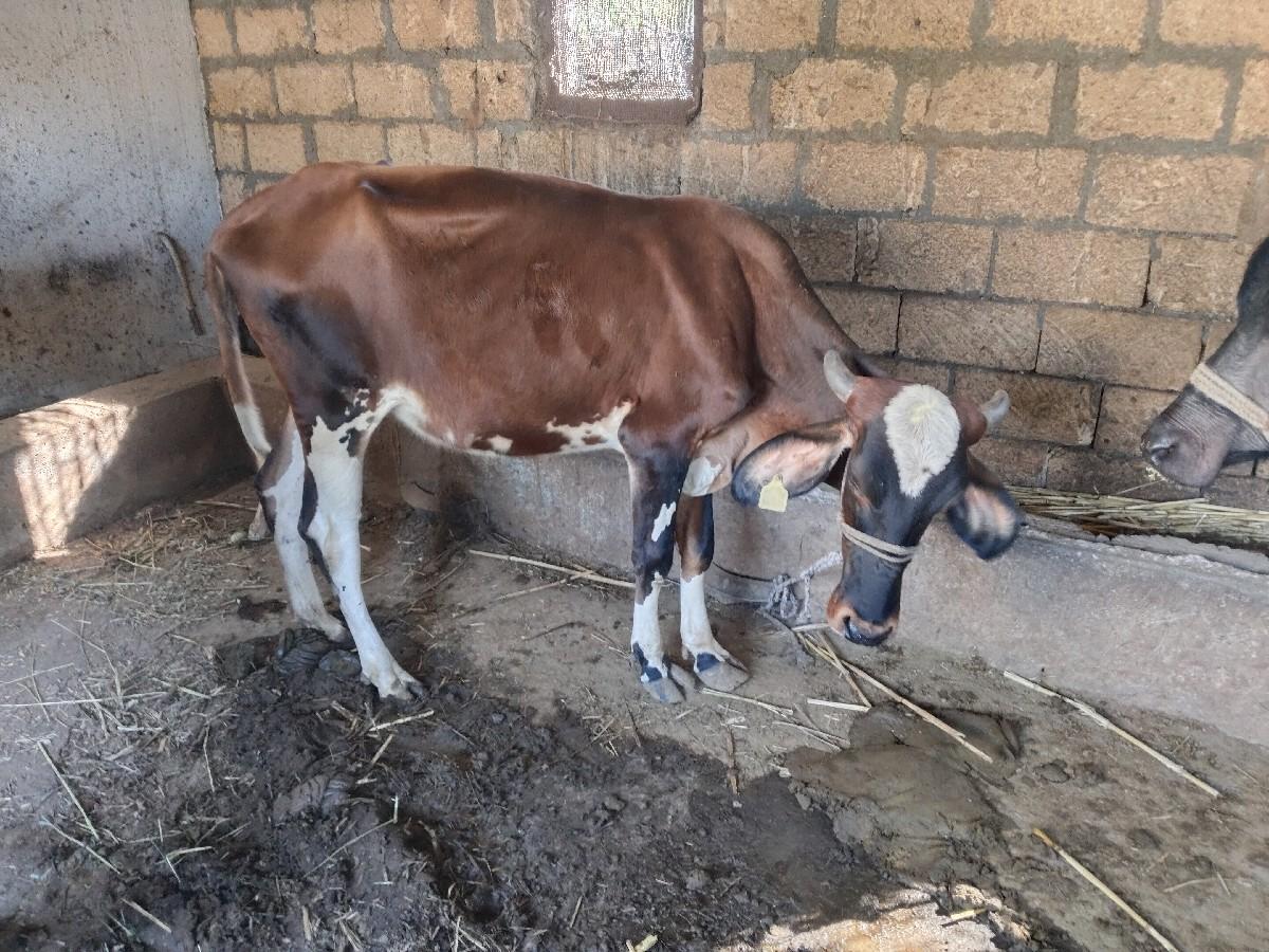 થંબનેલ 2