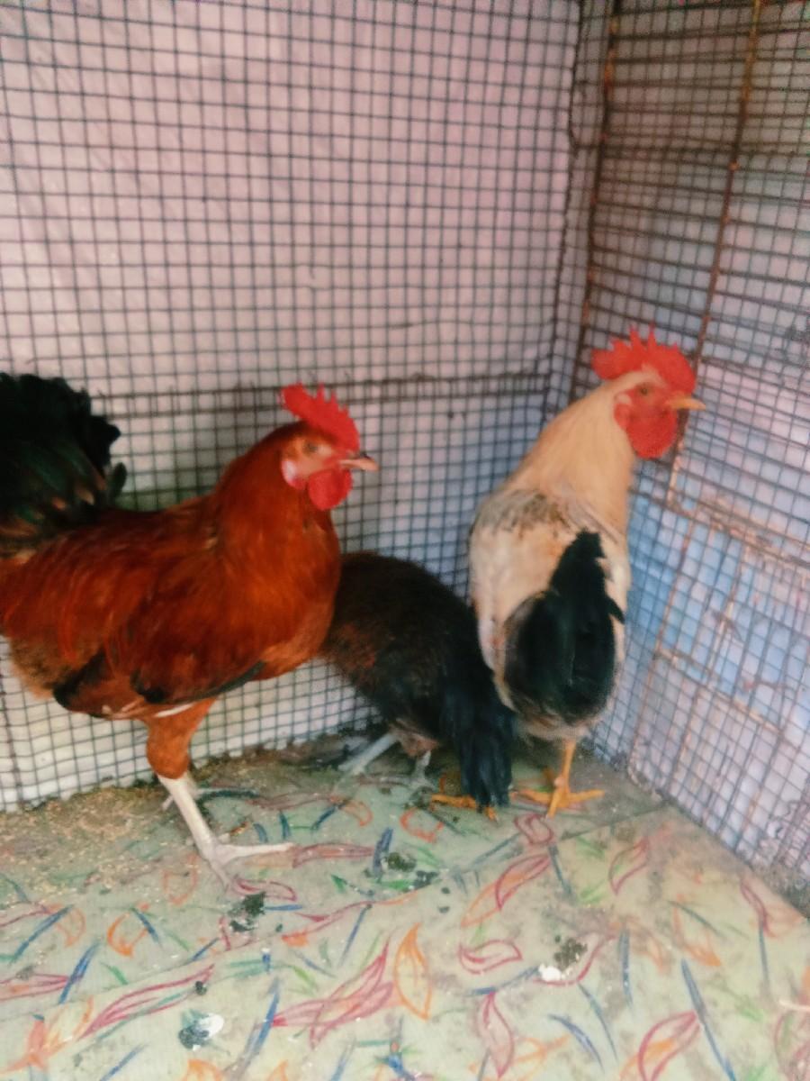 થંબનેલ 2