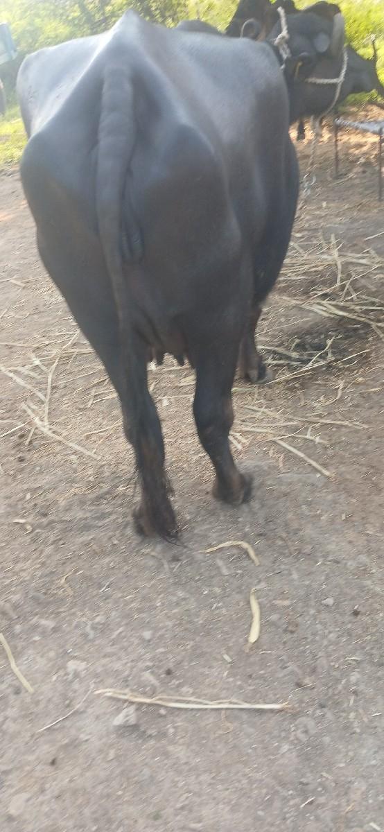 થંબનેલ 3