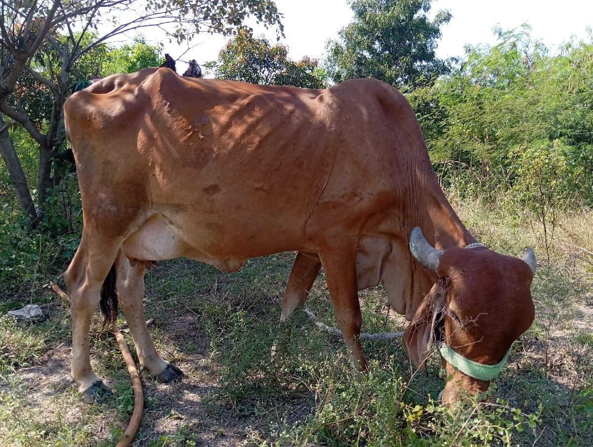 થંબનેલ 3