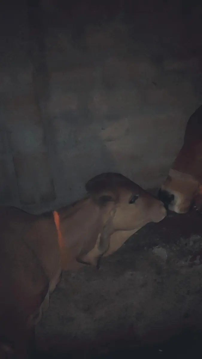 વેચવાની સે 8 મહિના ની સે