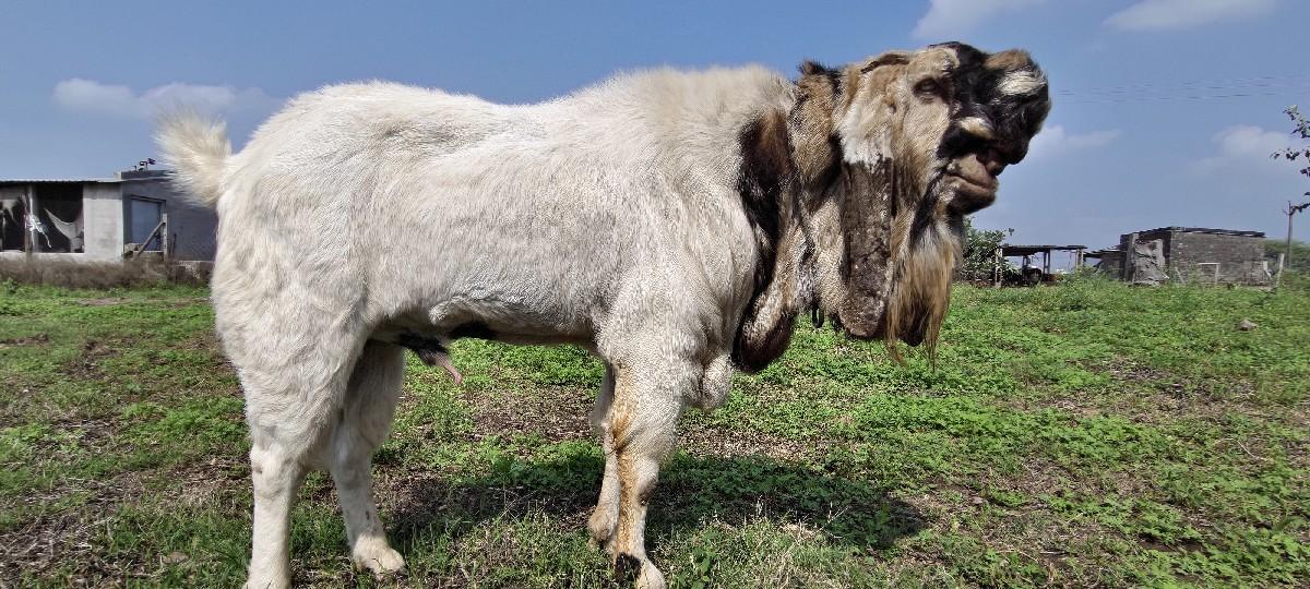 થંબનેલ 3