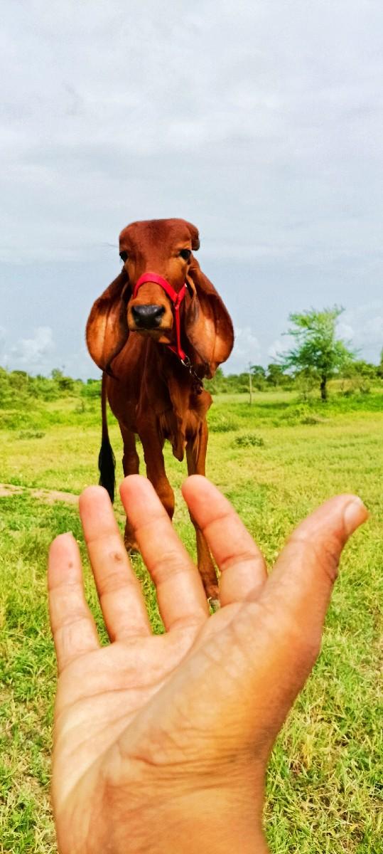 થંબનેલ 2