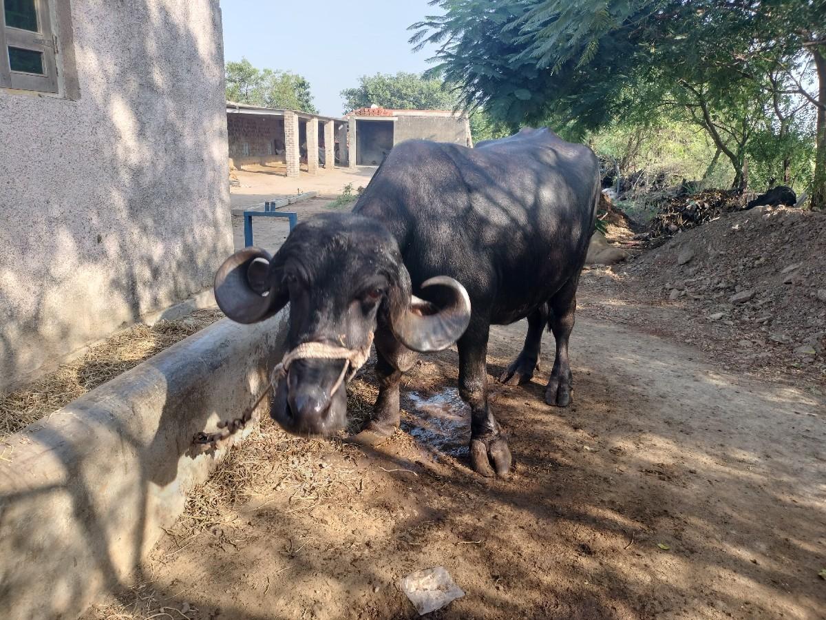 ભેંસ વેચવાની છે