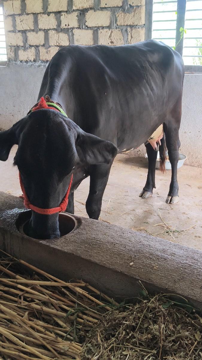 ગીર ક્રોસ ગાય