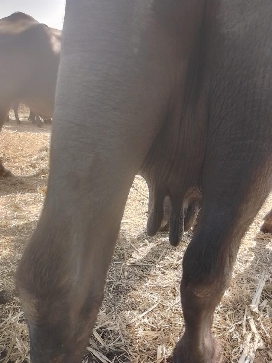 થંબનેલ 2