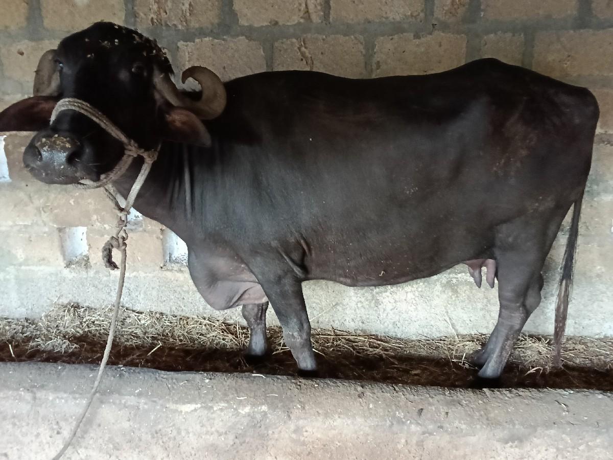 થંબનેલ 2