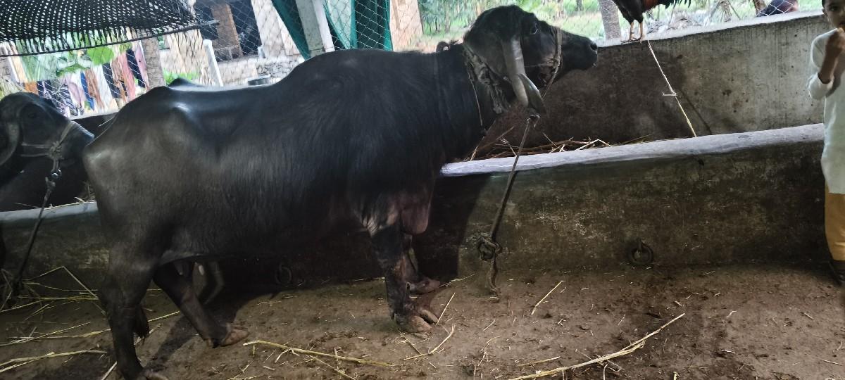 થંબનેલ 2