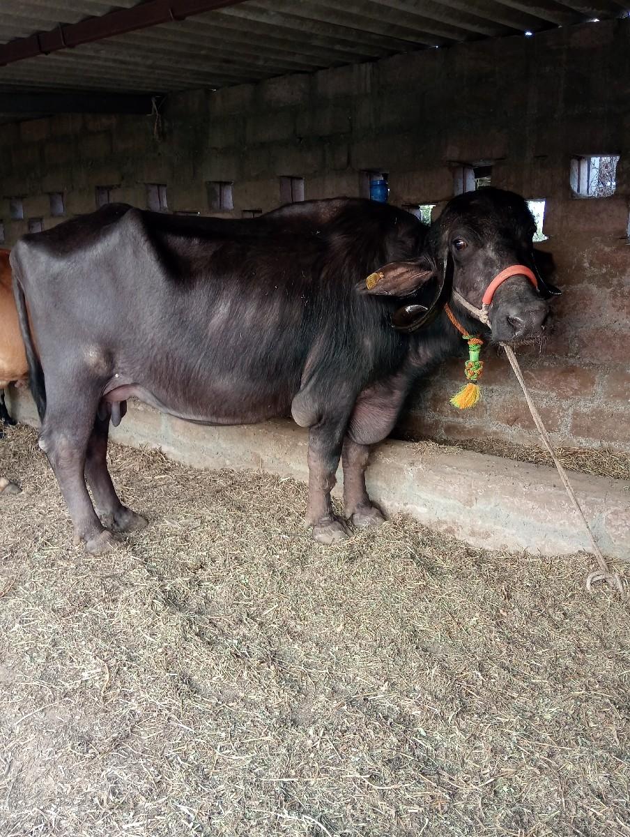 સાટાપણકરવાનાછે