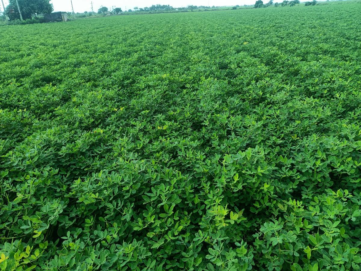 જી ૨૦ ડુચો