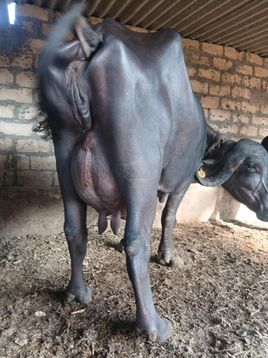 આ.ભેશવેશવાનિછે