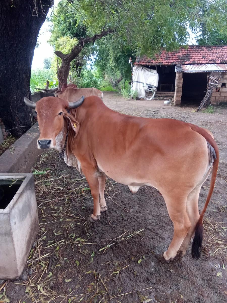 થંબનેલ 2