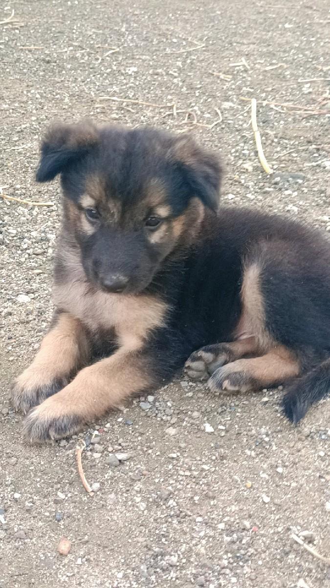 જર્મન શેફર્ડ કૂતરા ડબલ કોટના