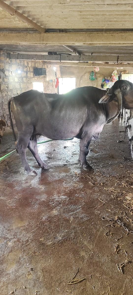 થંબનેલ 3