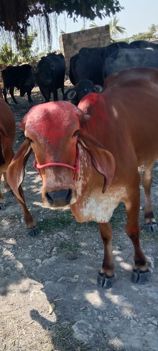 વાંસળી વેચવા ની છે