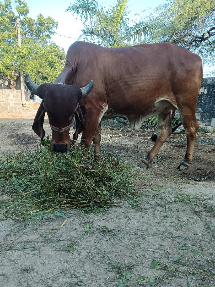 ગાય વેચવાની છે પેલું વેતર