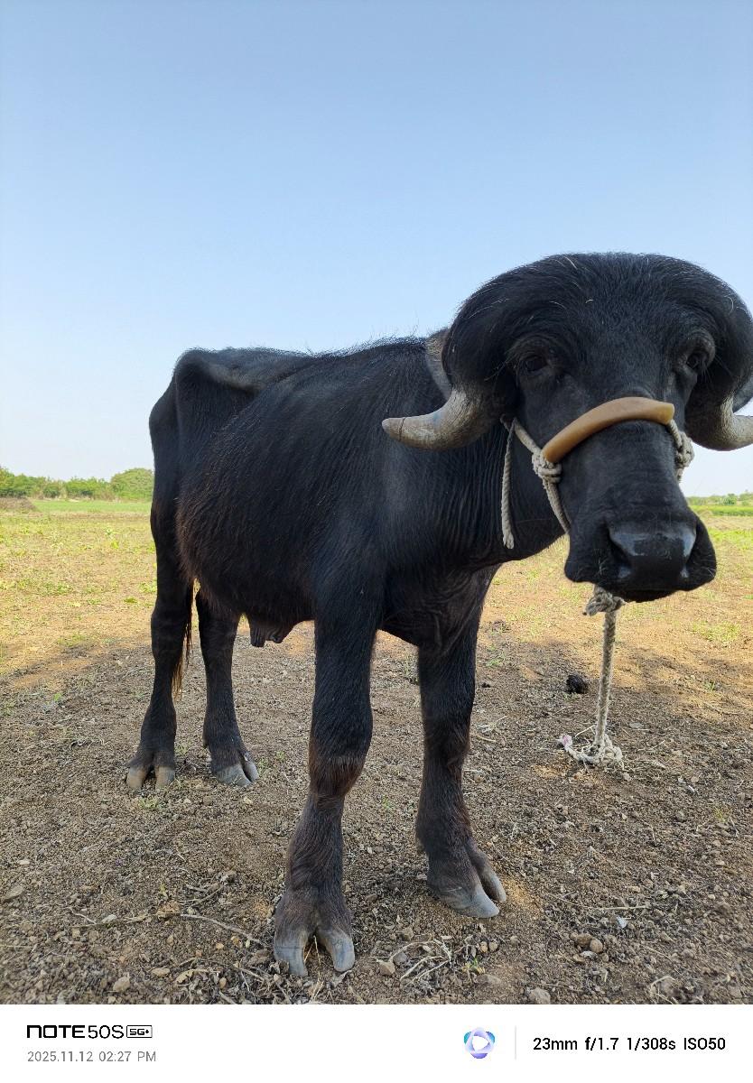 થંબનેલ 2