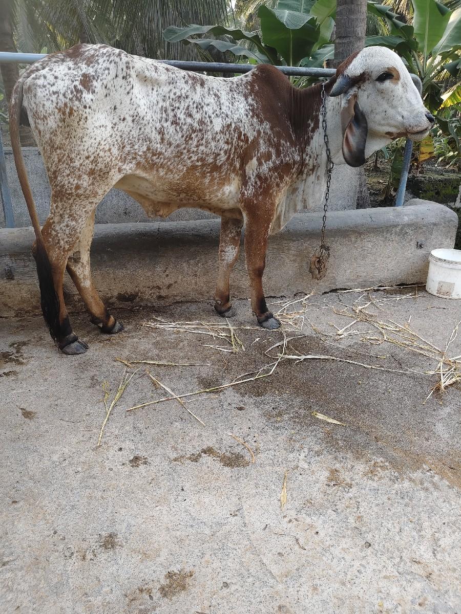 gir. kabri hodki 2 varas ni 6