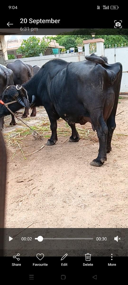 થંબનેલ 3