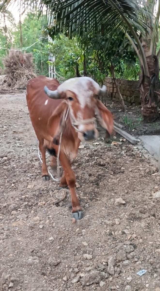 ગોધલો વેચવાનો છે.