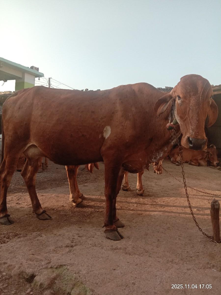 થંબનેલ 3