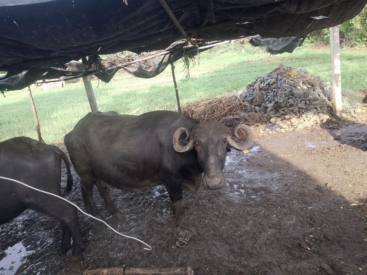 ભેંસ વેચવાની છે