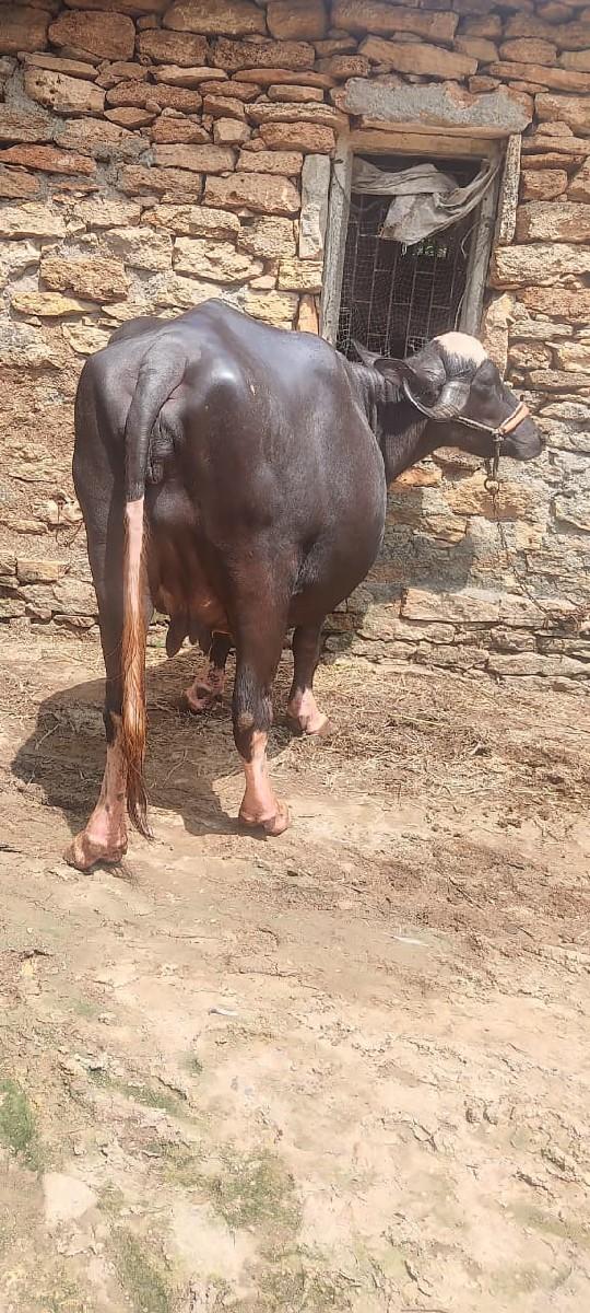 થંબનેલ 2