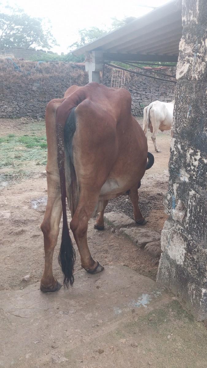 થંબનેલ 2