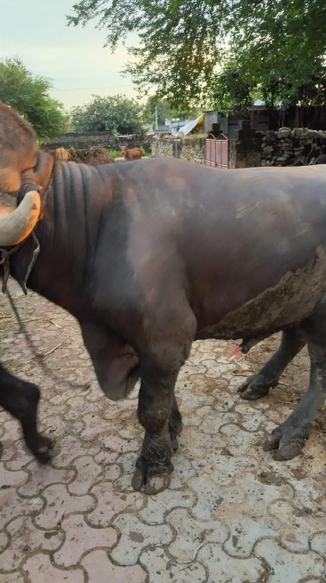 થંબનેલ 2