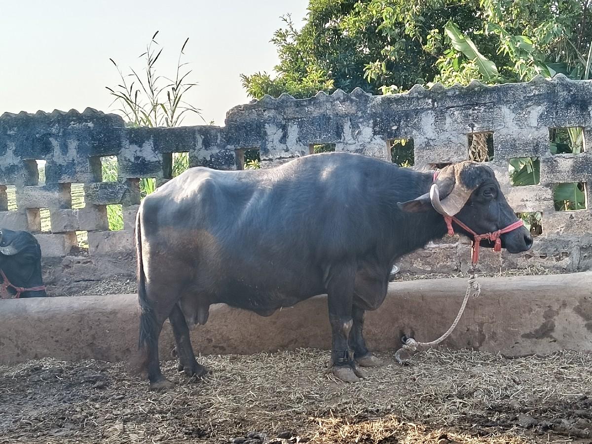 વેચવાની
