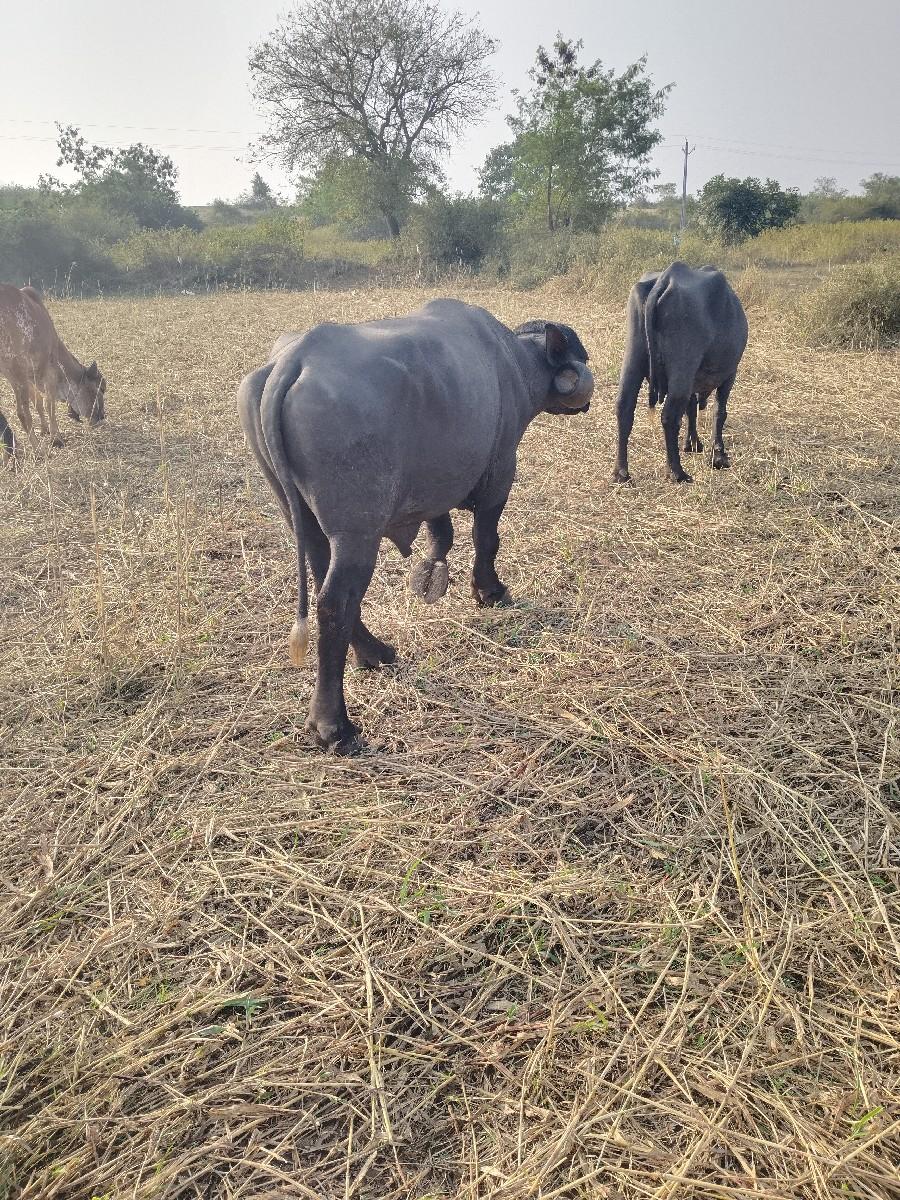 થંબનેલ 3