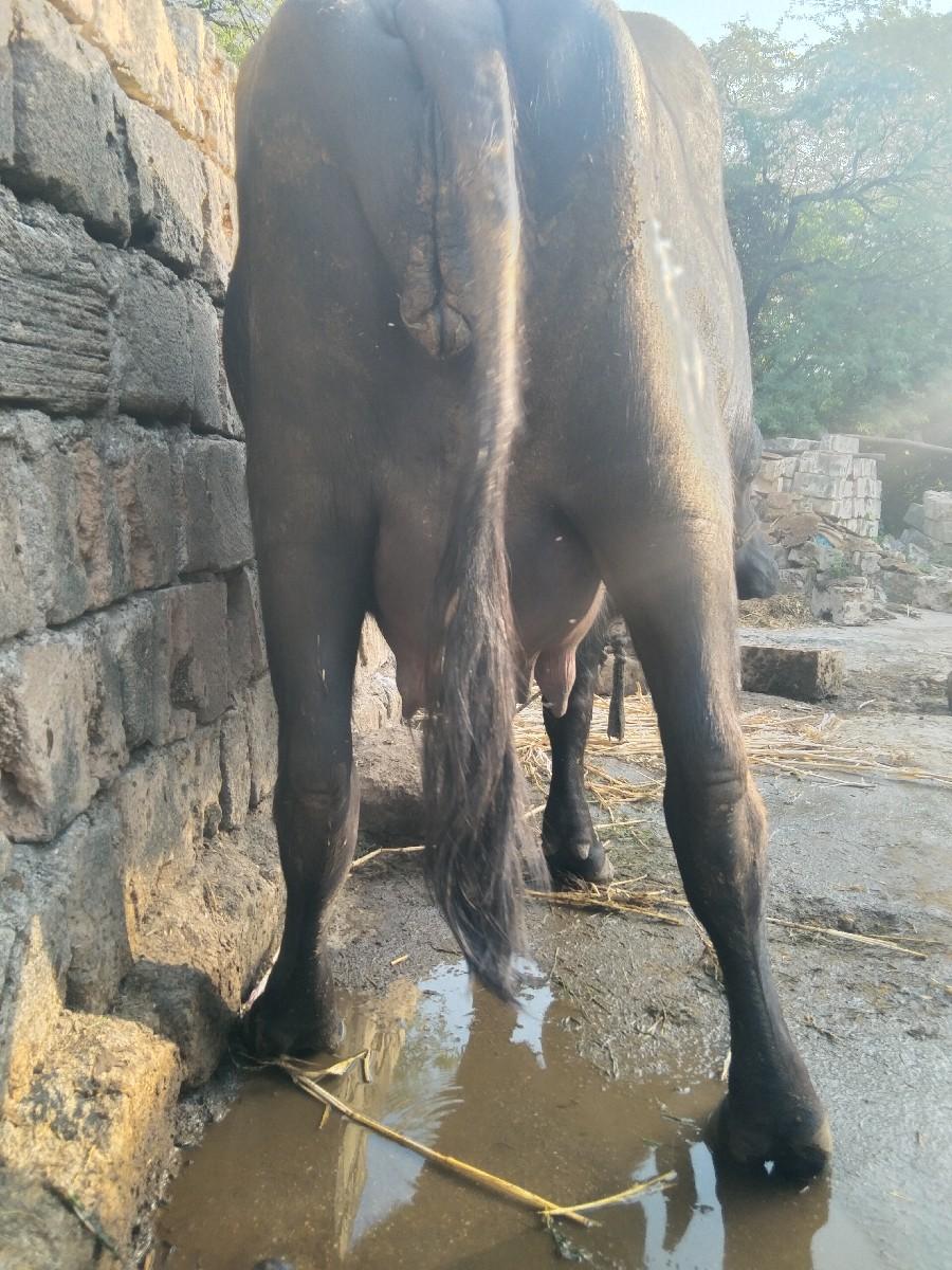 થંબનેલ 2