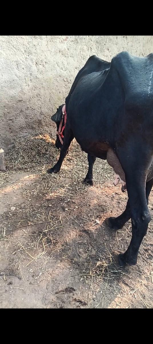 થંબનેલ 2