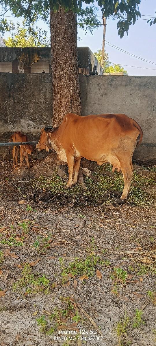 થંબનેલ 3