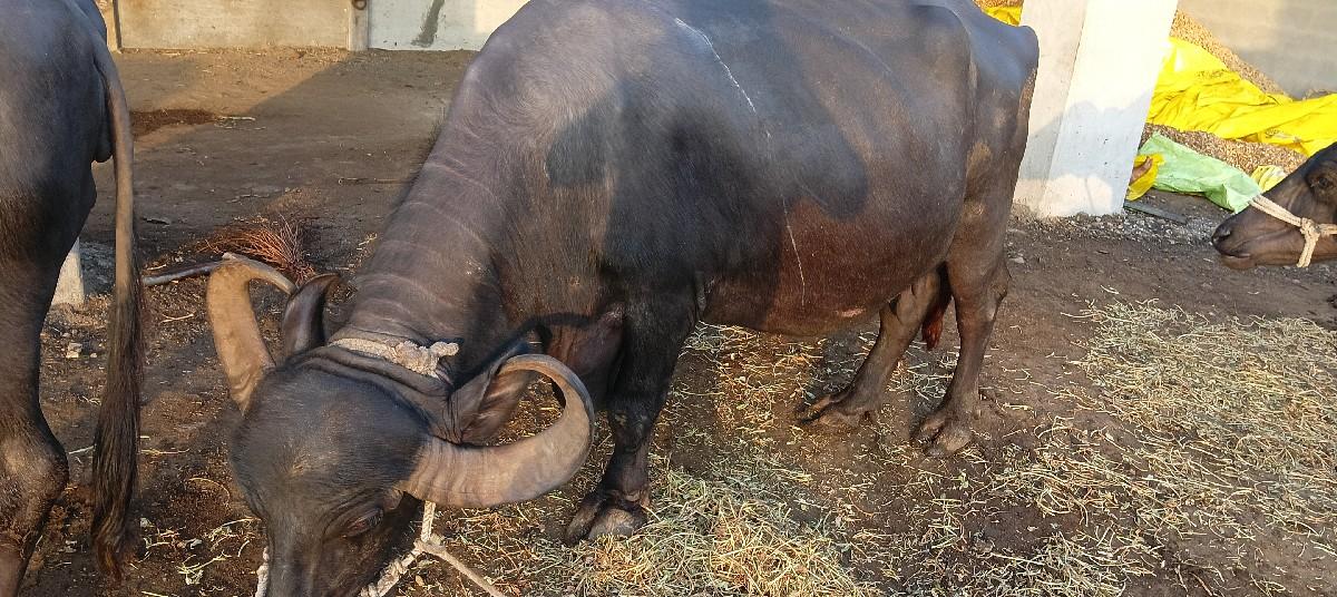 ભેંશ વેચવાની છે.