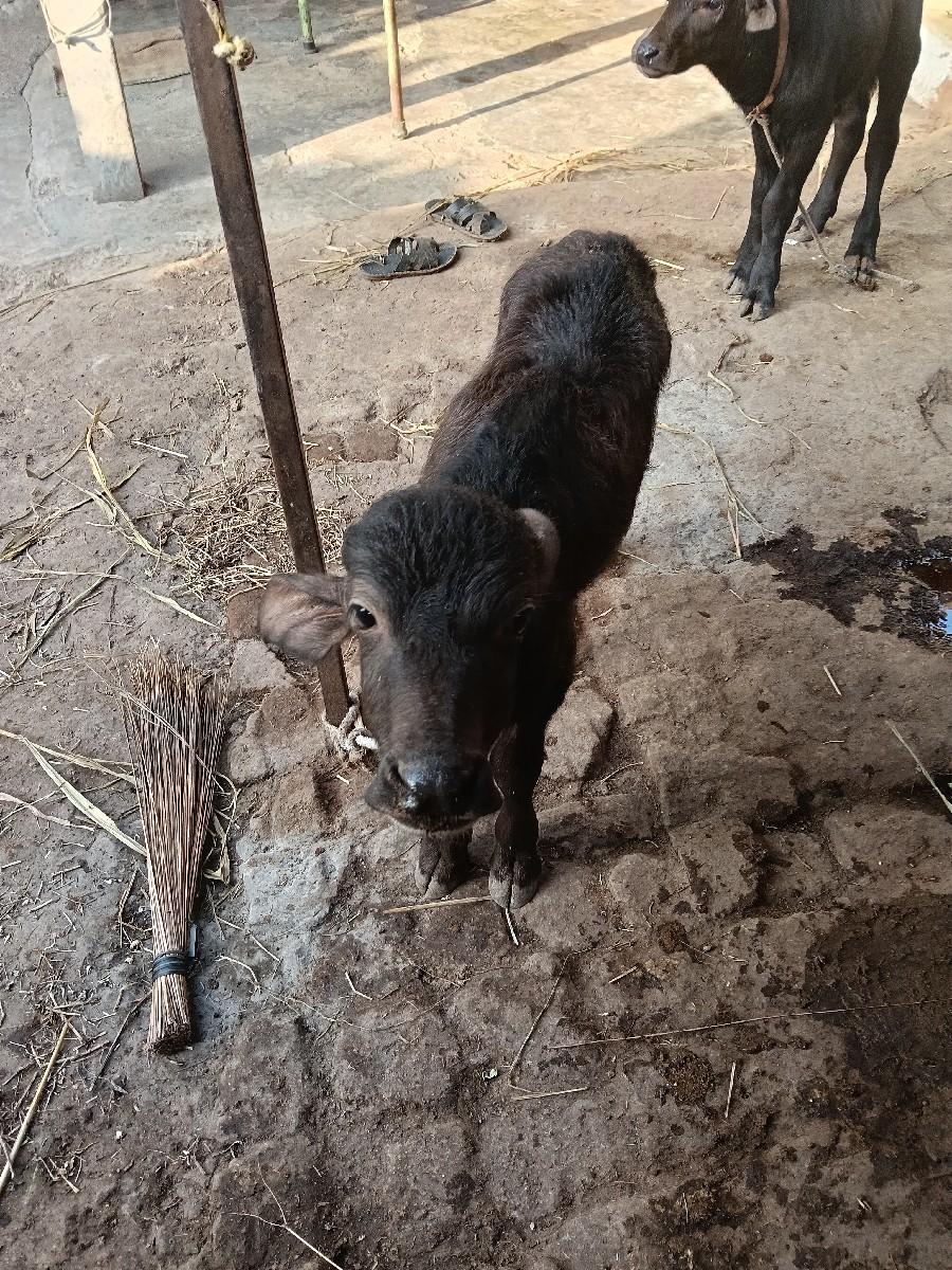 થંબનેલ 3