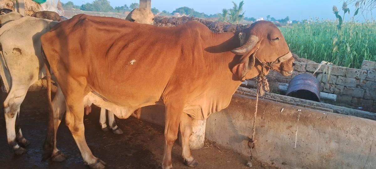 થંબનેલ 2