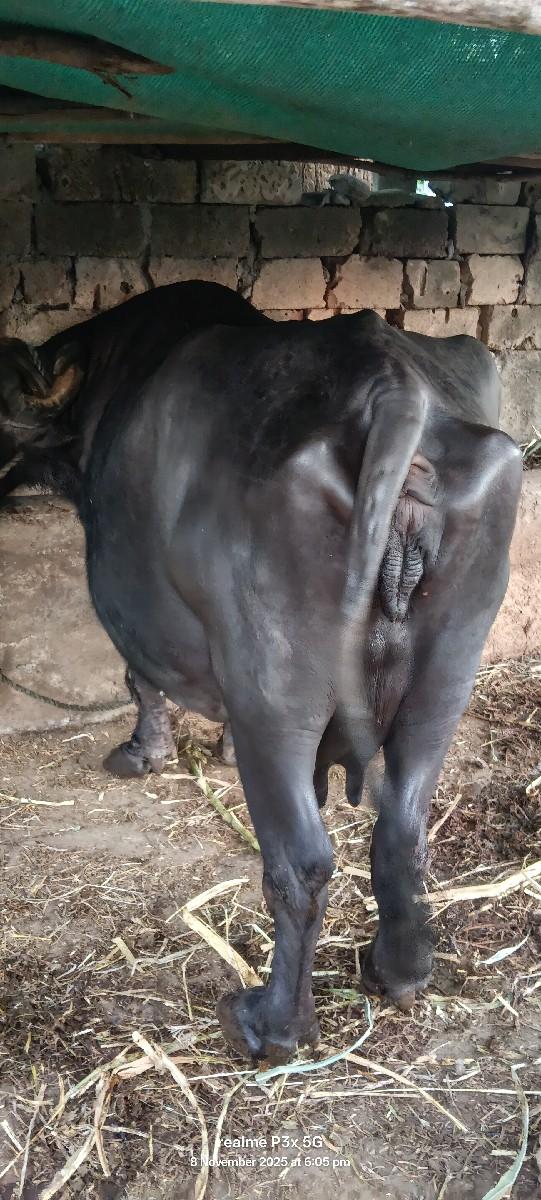 થંબનેલ 2