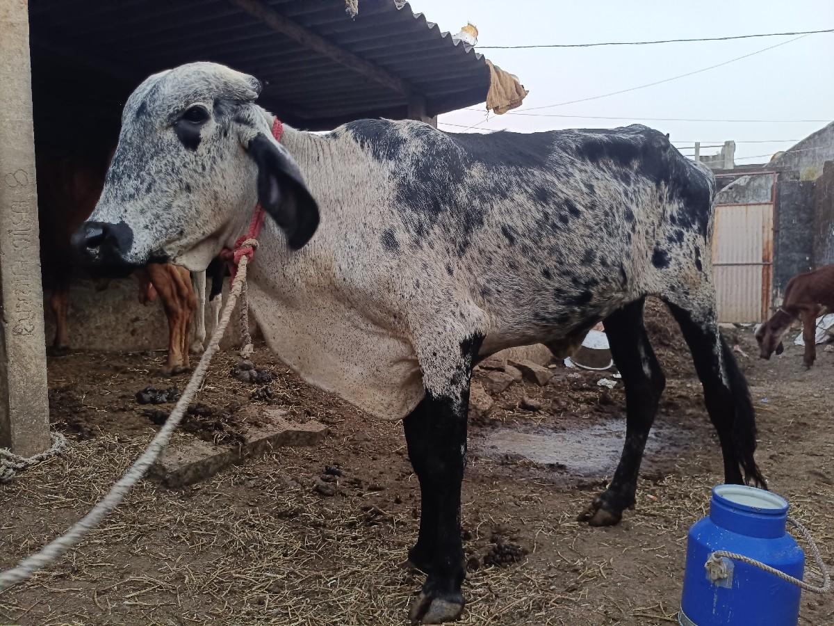 થંબનેલ 2