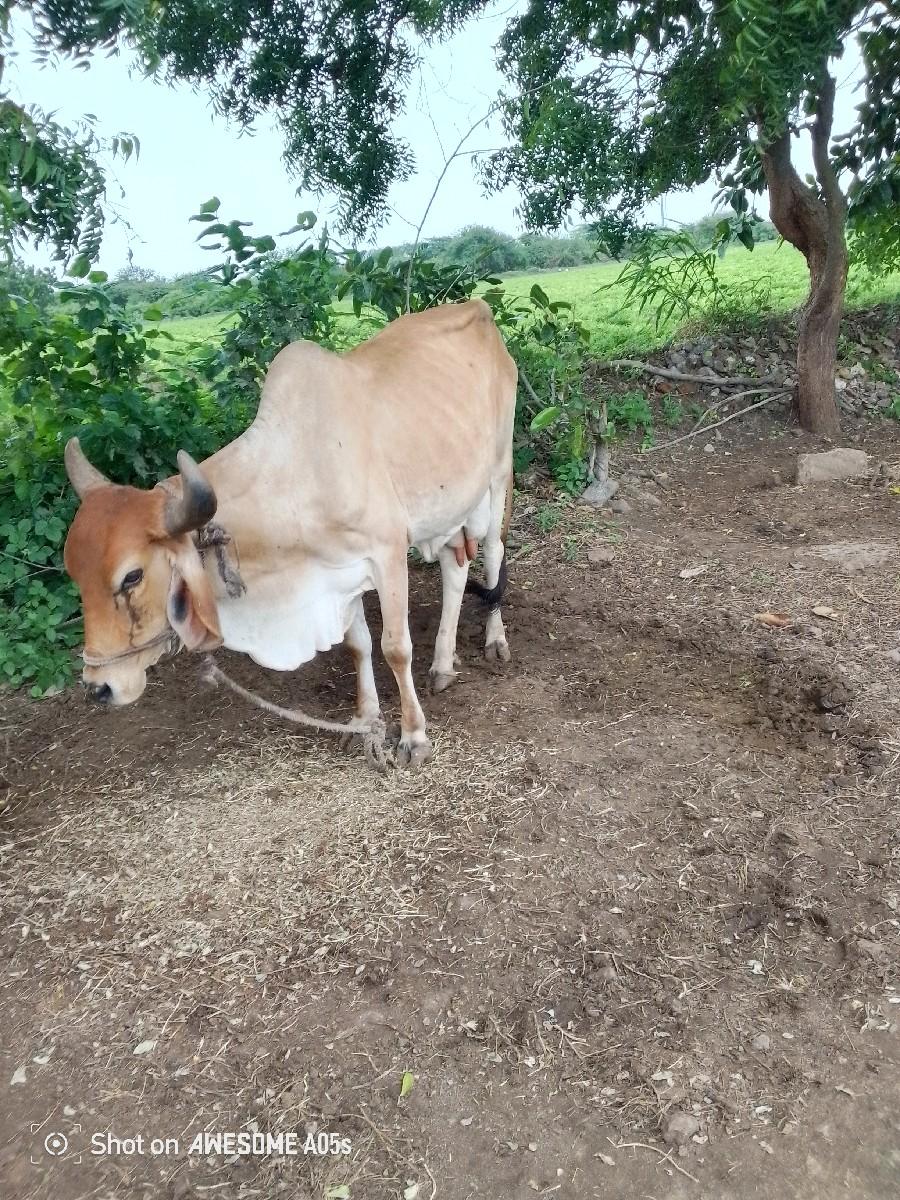 ગાય વેચવાની છે