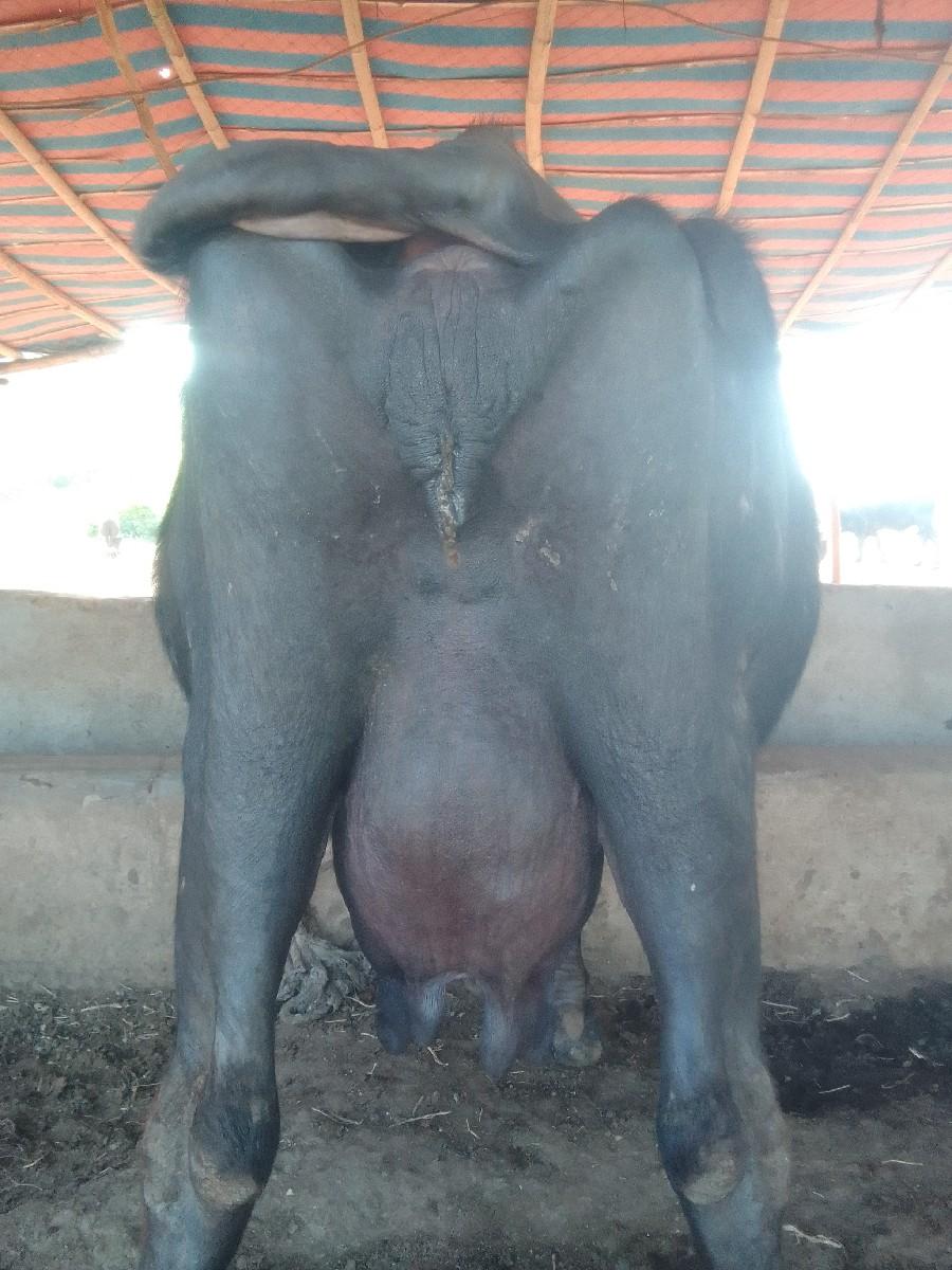 ભેંસ વેચવાની છે