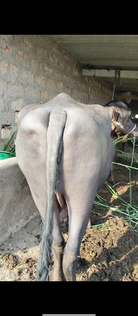 થંબનેલ 2