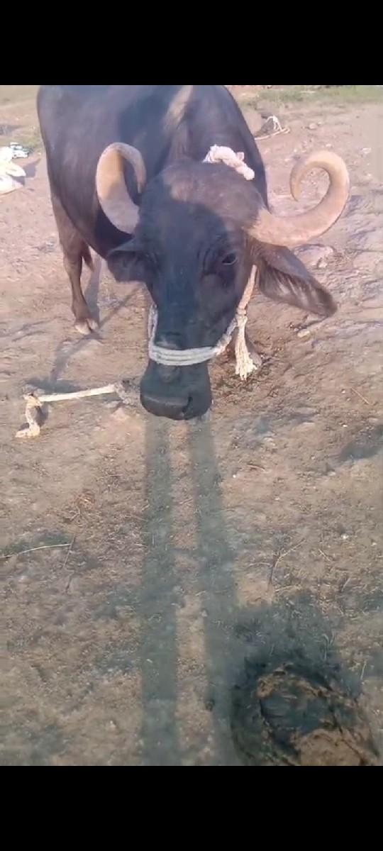 ભેંસ વેચવાની છે