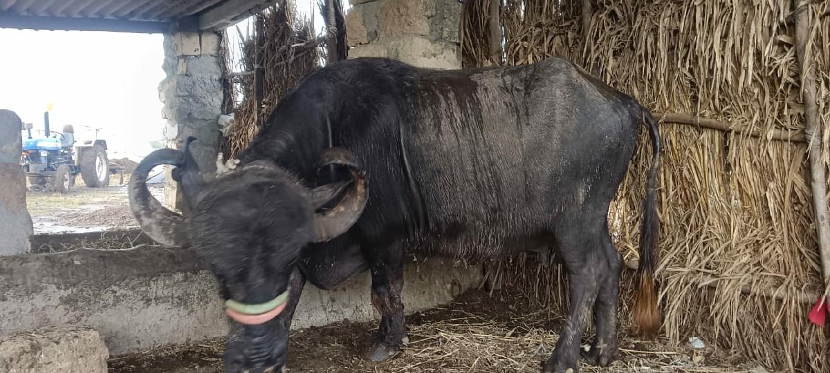 થંબનેલ 3