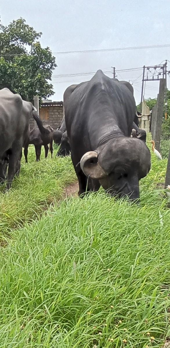 થંબનેલ 2